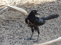 Quiscalus mexicanus