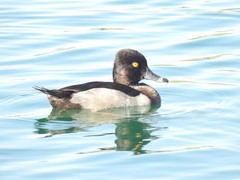 Aythya collaris