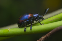 Platycorynus undatus