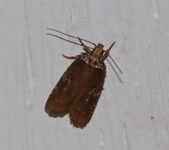 Agonopterix lythrella