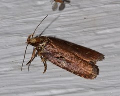 Agonopterix lythrella