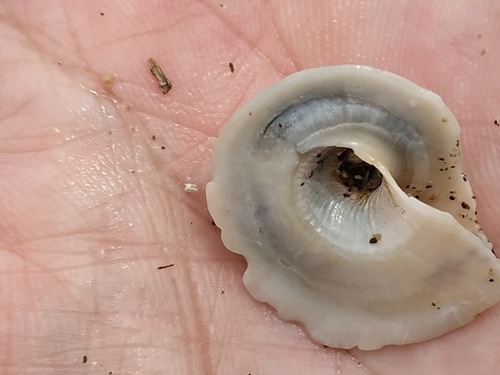 Onustus exutus observed 2021-08-13