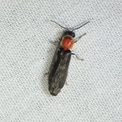 Photinus stellaris