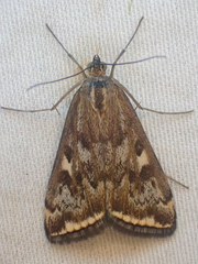 Loxostege munroealis