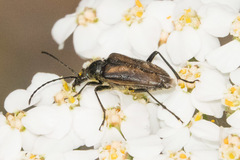Acmaeops pratensis