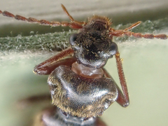 Phlaeopterus