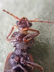Phlaeopterus