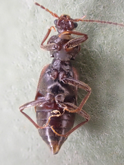 Phlaeopterus