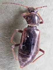 Phlaeopterus