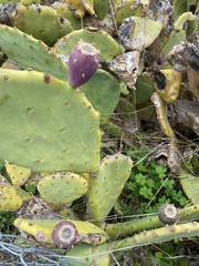 Opuntia anahuacensis