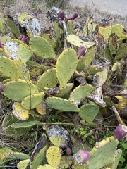 Opuntia anahuacensis