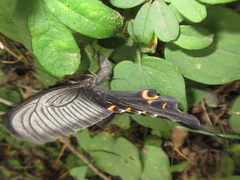 Papilio macilentus