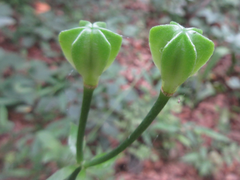 Lilium tsingtauense
