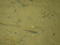 Streptocephalus texanus