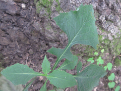 Lactuca raddeana