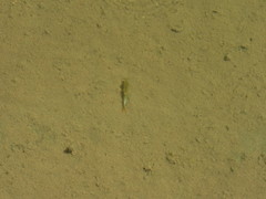 Streptocephalus texanus