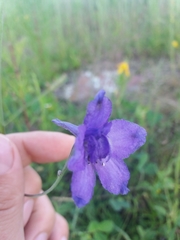 Delphinium pedatisectum