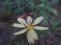 Lactuca raddeana