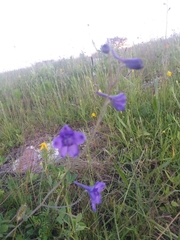 Delphinium pedatisectum