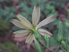 Lactuca raddeana