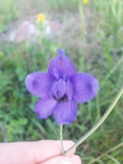 Delphinium pedatisectum