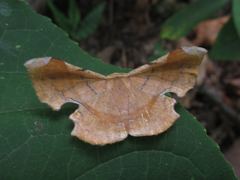 Fascellina chromataria