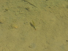 Streptocephalus texanus