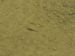 Streptocephalus texanus