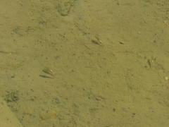 Streptocephalus texanus