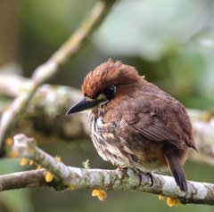 Micromonacha lanceolata