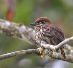 Micromonacha lanceolata
