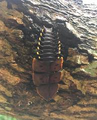 Platerodrilus ruficollis