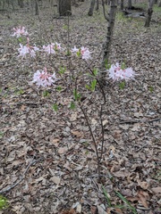 Rhododendron canescens