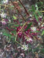 Grevillea diffusa