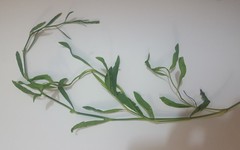 Polygonum