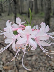 Rhododendron canescens