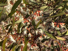 Eucalyptus calycogona