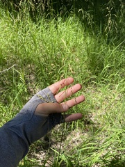 Glyceria elata