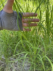 Glyceria elata