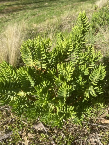 Crassula tetragona