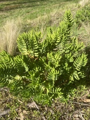Crassula tetragona