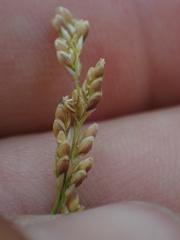 Glyceria elata
