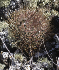 Ferocactus fordii