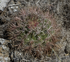 Ferocactus fordii