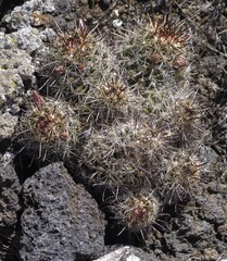 Mammillaria hutchisoniana louisae