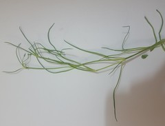 Spergularia