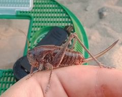 Anabrus simplex