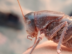 Anabrus simplex