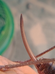 Anabrus simplex