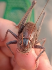 Anabrus simplex